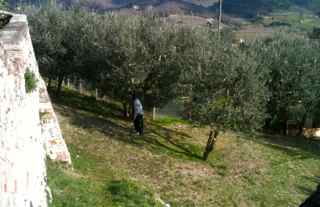 Easy Picnic Recipes, Olive Grove Tuscany