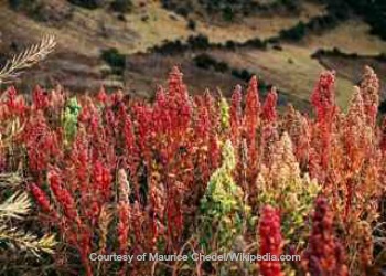 What Is Quinoa