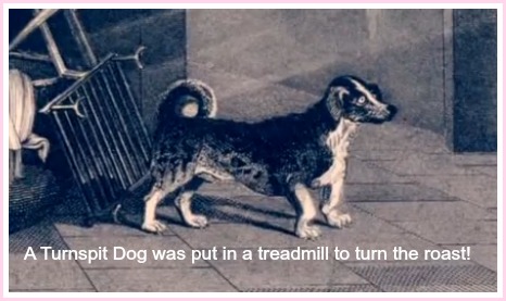 A turnspit dog was used to turn a treadmill which turned the roast.