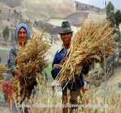 Natives harvesting quinoa for quinoa recipes